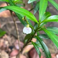 Justicia hookeriana (Nees) T.Anderson